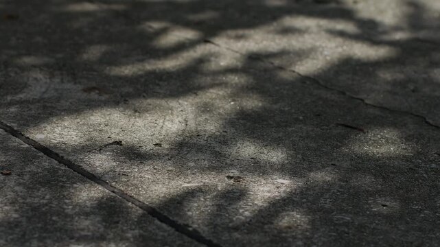 Concrete Pavement Surface with Dappled Tree Shadow and Sunlight Texture