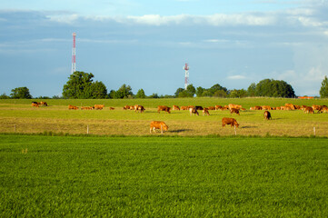 Duże stado krowy z cielakami na łące z lasem na horyzoncie. © Monika