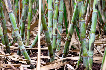 Obraz premium Healthy sugarcane crop growing in an agricultural field, representing sugarcane farming, sugar production, rising sugar prices, agricultural markets and the economic importance