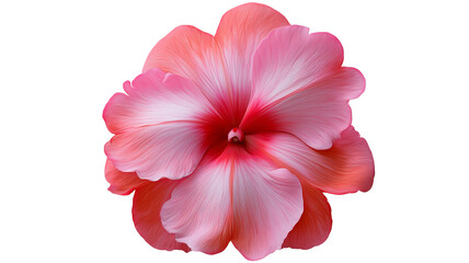 Naklejka premium Fresh impatiens flower with vibrant natural petals and realistic botanical detail, centered isolated PNG on transparent background with clean edges and sharp focus