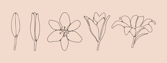 Naklejka premium Hand drawn floral illustration. Thin line style. Outline or sketch of lily bud and flower.