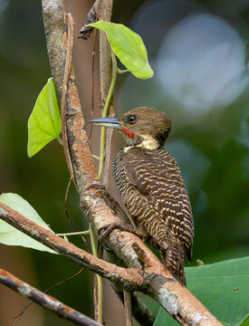 Buff necked Woodpecker (Meiglyptes tukki)