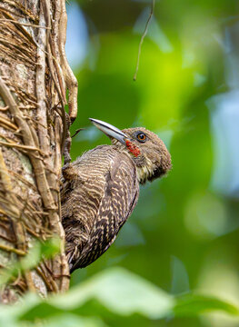 Buff necked Woodpecker (Meiglyptes tukki)