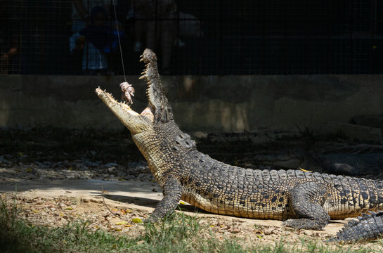 alligator in the everglades