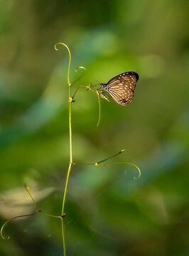 butterfly on a green leaf