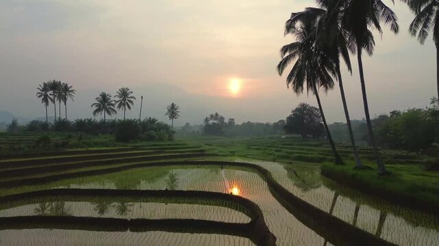 the beauty of the foggy morning panorama with sunrise and rice fields in Bengkulu, indonesia, asia