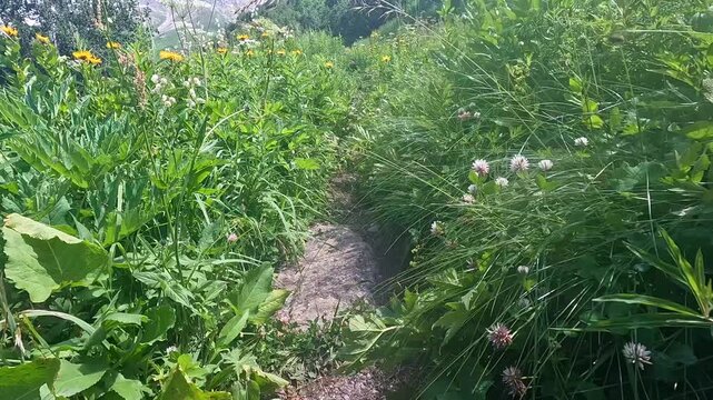 Walking in first-person view through dense tall grass near Ushguli, Svaneti, Georgia, showing an overgrown alpine trail for trekking routes, outdoor recreation, expedition planning, rural tourism