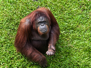 orangutan borneo © hashim