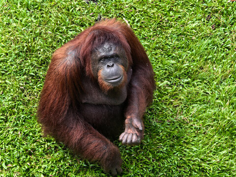orangutan borneo