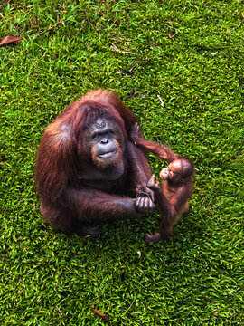 oangutan with baby