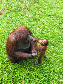 orangutan borneo