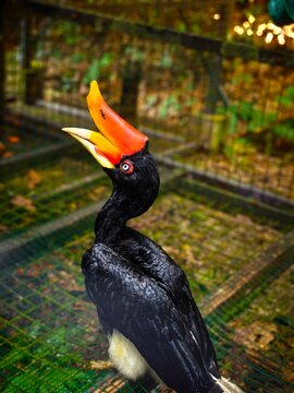yellow billed hornbill