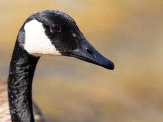 Close up portrait of Canada goose head against blurred background © Kleiko Vision