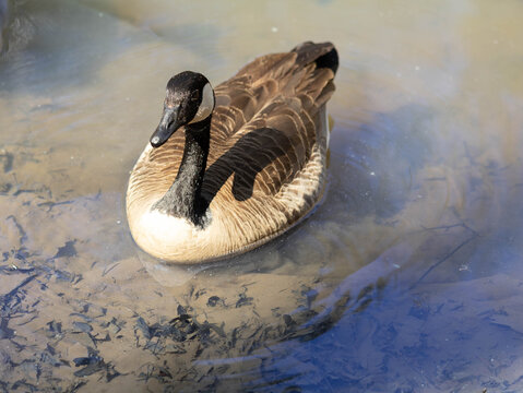 Canada goose swimming on calm pond with reflection