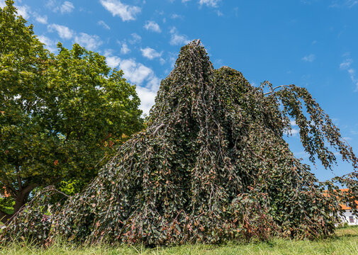 Purple weeping European beech tree with cascading branches and dark foliage growing as an ornamental specimen in a park in Bratislava, Slovakia.
