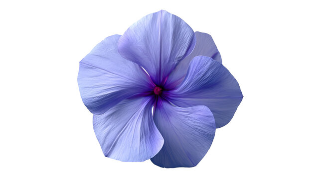 Fresh periwinkle flower with highly realistic detailed petals and vibrant natural color, centered isolated PNG on transparent background with clean edges and sharp focus