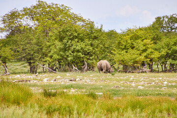 Ein Breitmaulnashorn steht in einer grünen, steinigen Landschaft vor dichtem Buschwerk und niedrigen Bäumen. © Jane Be. The Picture