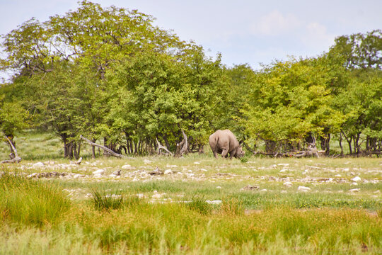 Ein Breitmaulnashorn steht in einer gr&uuml;nen, steinigen Landschaft vor dichtem Buschwerk und niedrigen B&auml;umen.