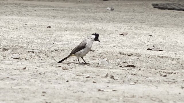 Sooty headed bulbul birds foraging on the sandy ground before flying away in the park
