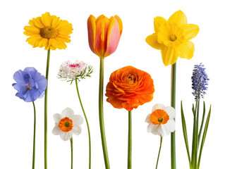 Fototapeta premium Flower bouquet colorful isolated daisy tulip daffodil ranunculus with spring bloom variety on clean background