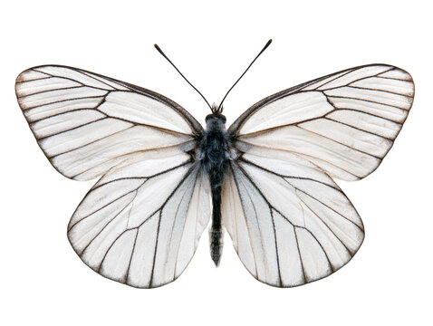 White butterfly black vein wing isolated transparency background, delicate insect specimen showing symmetrical detail