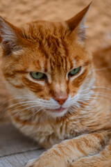 Ginger tabby cat with striking green eyes resting in natural light © Ardat pics