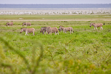 Naklejka premium Eine größere Gruppe Zebras grast in einer grünen Ebene mit niedriger Vegetation und heller Fläche im Hintergrund.