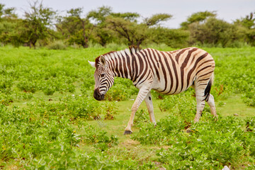 Naklejka premium Ein einzelnes Zebra steht frontal in einer grünen, steinigen Buschlandschaft und blickt in Richtung Kamera.