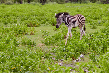Naklejka premium Ein einzelnes Zebra bewegt sich durch eine grüne, blühende Landschaft mit niedriger Vegetation und vereinzelten Bäumen.