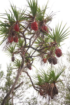 There are several red beach pandan fruits on the tree, indicating that they are ripe.