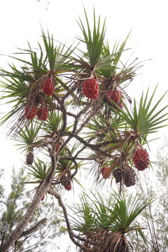 There are several red beach pandan fruits on the tree, indicating that they are ripe.