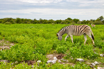 Ein Zebra grast in einer grünen, steinigen Landschaft  ein Springbock ist im Hintergrund zwischen der Vegetation sichtbar. © Jane Be. The Picture