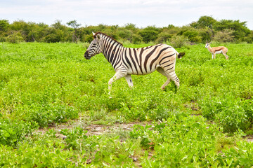 Fototapeta premium Ein Zebra durchquert eine grüne Landschaft mit niedrigem Bewuchs; ein Springbock steht im Hintergrund.