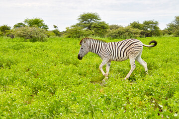 Naklejka premium Ein einzelnes Zebra läuft durch dichtes grünes Gras und niedrige Vegetation in einer offenen Landschaft.