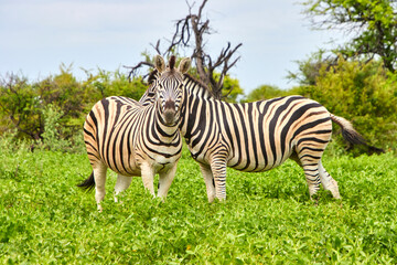 Naklejka premium Zwei Zebras stehen in grüner Vegetation; eines blickt frontal in Richtung Kamera, während das zweite seitlich dahinter steht.