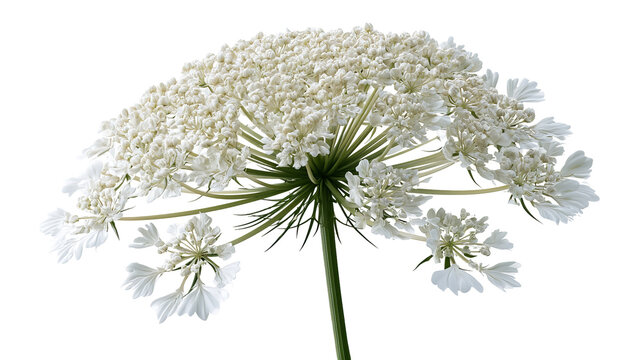 Fresh Queen Anne&rsquo;s lace flower with delicate white petals and realistic botanical detail, centered isolated PNG on transparent background