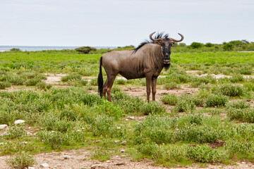 Ein gestreiftes Gnu steht aufmerksam in einer offenen, grünen Landschaft mit niedrigem Bewuchs und hellem Horizont. © Jane Be. The Picture