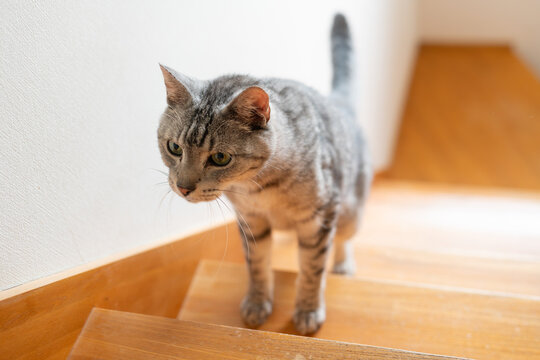 鯖猫」の写真素材 | 14,576件の無料イラスト画像 | Adobe Stock