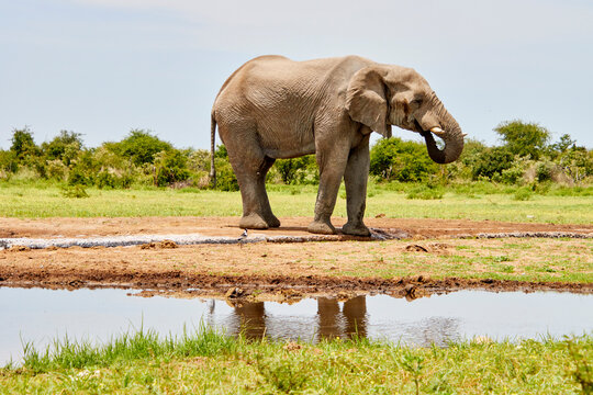 Ein einzelner Elefant steht am Rand eines Wasserlochs und h&auml;lt den R&uuml;ssel eingerollt vor dem K&ouml;rper. Die Umgebung ist von gr&uuml;ner Buschlandschaft gepr&auml;gt.