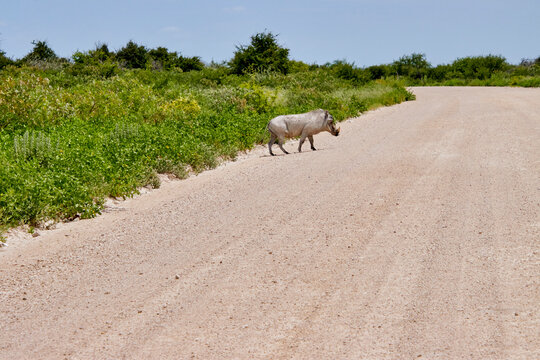 Ein einzelnes Warzenschwein &uuml;berquert eine breite helle Schotterstra&szlig;e inmitten gr&uuml;ner Buschvegetation.