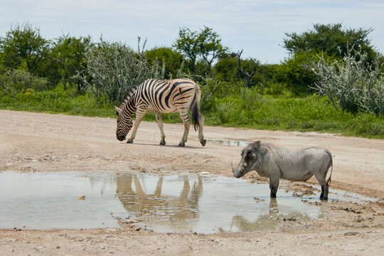 Ein Zebra und ein Warzenschwein stehen an einem Wasserloch in einer gr&uuml;nen Buschlandschaft. Die Tiere und die Ufervegetation spiegeln sich im Wasser.