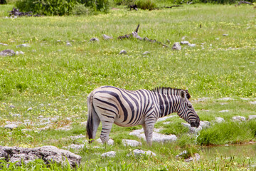 Naklejka premium Ein Zebra trinkt an einem flachen Wasserloch; der Kopf ist gesenkt und die Streifen heben sich deutlich von der grünen Umgebung ab.