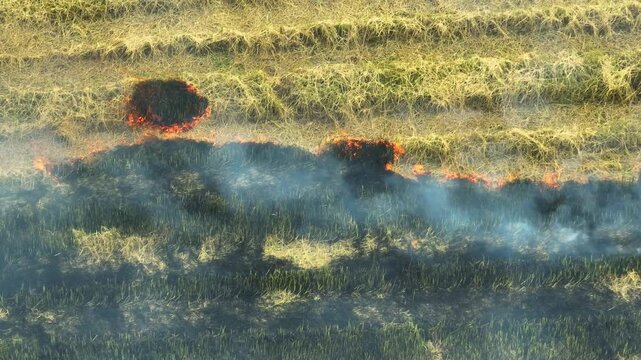 Drone view of an active fire on rice farmland, capturing glowing flames and smoke while representing crop burning, pollution concerns, and the impact of human activities on nature.
