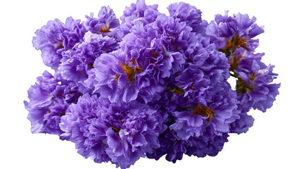 Fototapeta premium Fresh statice flower with highly realistic detailed petals and vibrant natural color, centered isolated PNG on transparent background with clean edges and sharp focus