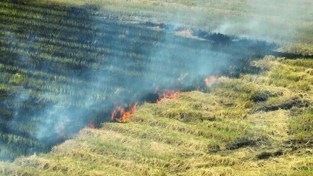 High angle aerial view of fire across a rice field after harvest, showcasing biomass burning, traditional farming methods, environmental risks, and the need for sustainable agriculture. 4k.
