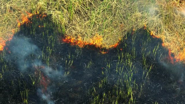 Drone perspective of burning rice farmland with intense flames and rising smoke, representing crop residue fires, rural agriculture, climate concerns, and ecosystem damage. 4k.
