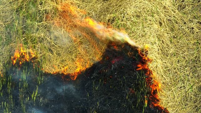 Drone perspective of active fire burning on a rice paddy, showing flames, smoke, and dry vegetation while highlighting crop residue burning, rural landscapes, and sustainability challenges. 4k.
