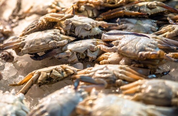 Fresh sea crabs lies in ice on the store counter  © licvin