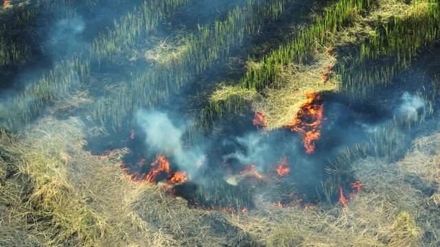 Aerial view capturing a rice field fire with flames spreading across dry crops, showing agricultural burning, smoke pollution, environmental impacts, and challenges in sustainable farming practices.
