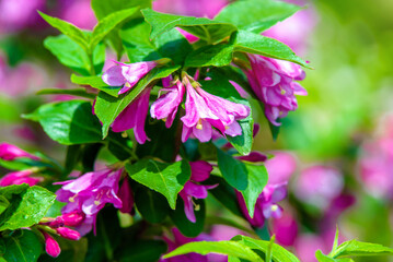 Naklejka premium pink weigela blooms in the Botanical garden 